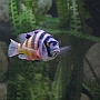 Astatotilapia latifasciata 1,0